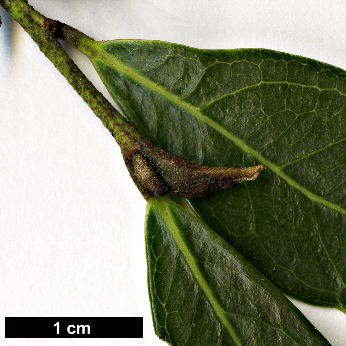 High resolution image: Family: Hamamelidaceae - Genus: Distylium - Taxon: myricoides HORT